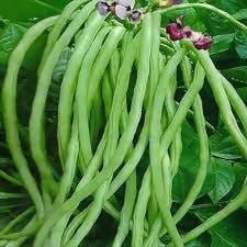 FernsFly Vegetables Cowpea/Lobia Seeds Buy Cowpea (lobia) Seeds Online 