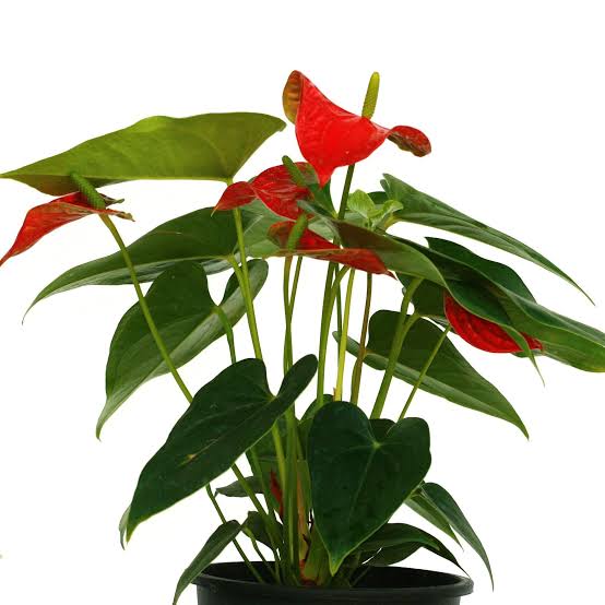 FLOWER BASKET flowering Anthurium Red Plant Buy Anthurium Red Plant Online-Urban Plants 