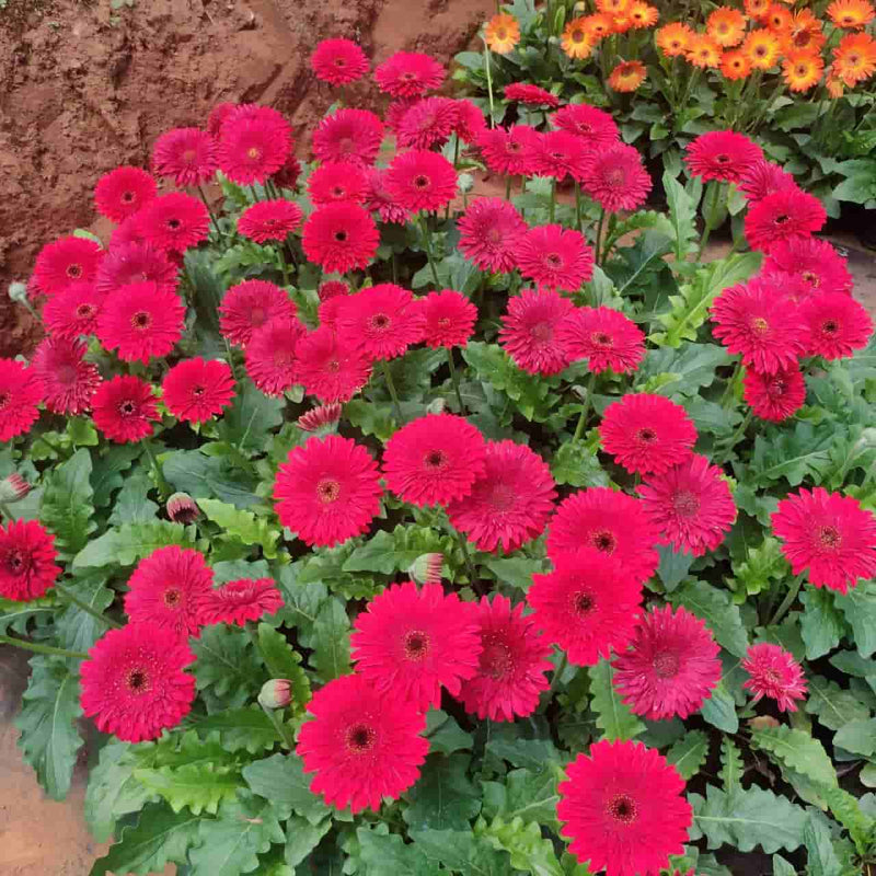 FLOWER BASKET Plant Gerbera Gerbera pink Plant online Buy Gerbera pink flower Plant Online