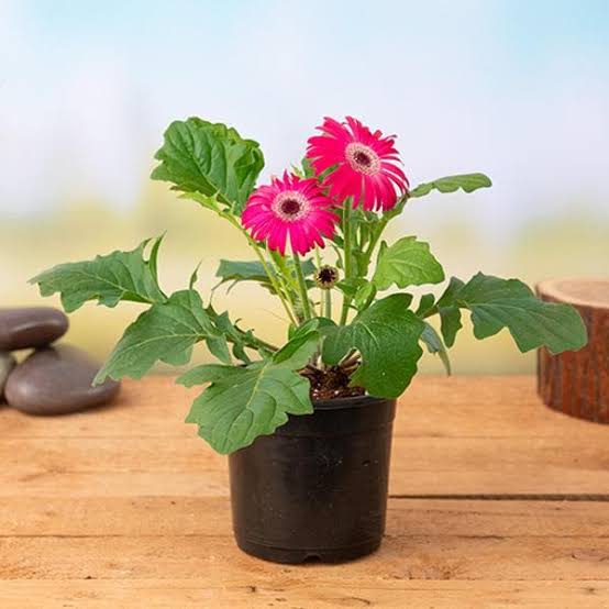 FLOWER BASKET Plant Gerbera Gerbera pink Plant online Buy Gerbera pink flower Plant Online