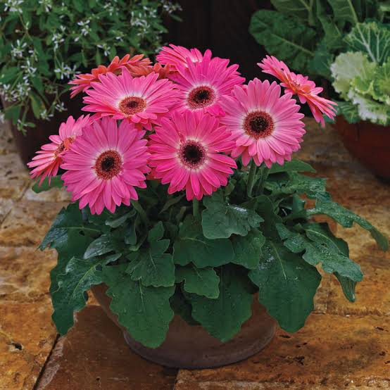 FLOWER BASKET Plant Gerbera Gerbera pink Plant online Buy Gerbera pink flower Plant Online