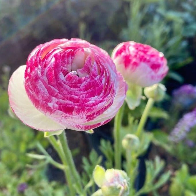 Garden_Arena🌿 Bulb Ranunculus Mix Bulbs/Corms - Set of 5 Bulbs Buy Ranunculus Mix Bulbs/Corms Online from Urban Plants 