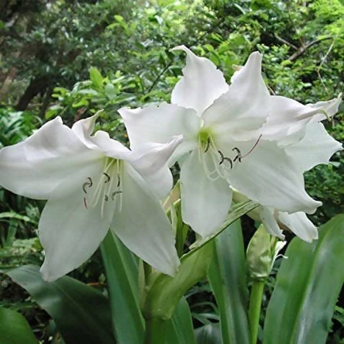 Garden_Arena🌿 Flower Bulbs Buy Amaryllis Mix Flower Bulbs (Set of 3)