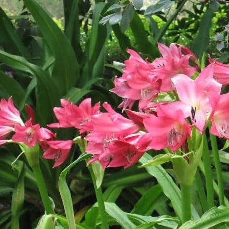 Garden_Arena🌿 Flower Bulbs Buy Amaryllis Mix Flower Bulbs (Set of 3)