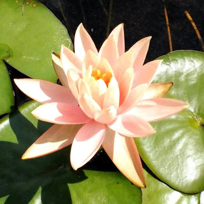 Garden glory plants, Nagpur Aquatic plants Mangala ubol hardy water lily
