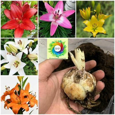 Gardening My Passion Flower bulbs Asiatic Lily Bulbs (Pack of 5) Buy Asiatic Lily Flower Bulbs