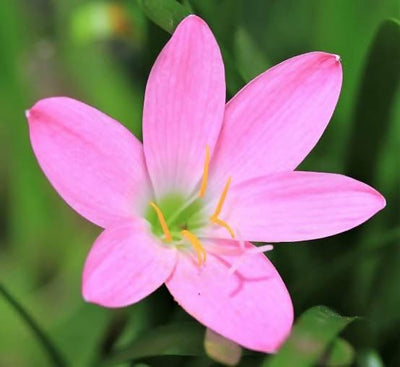 Gardening My Passion Flower bulbs Zephyranthes Pink Rain Lily - Set 10 Bulbs Buy Zephyranthes Pink Rain Lily Bulbs Online From Urban Plants 