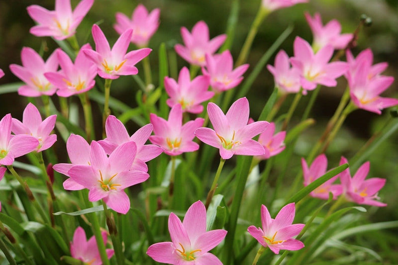 Gardening My Passion Flower bulbs Zephyranthes Pink Rain Lily - Set 10 Bulbs Buy Zephyranthes Pink Rain Lily Bulbs Online From Urban Plants 