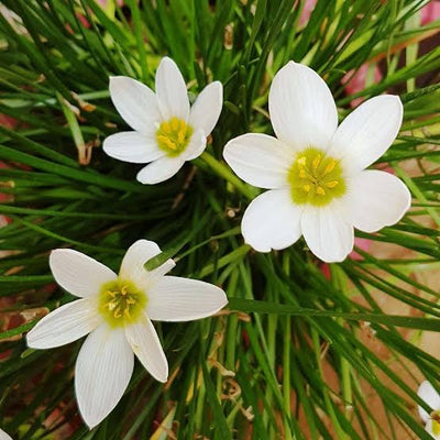 Gardening My Passion Plant Bulbs Zephyranthes Rain Lily Candida (10 bulbs)