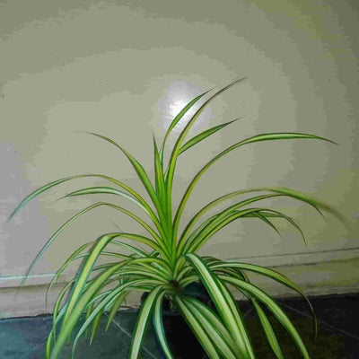 Green Corner Plant Pandanus Plant Buy Pandanus Plant Online from Urban Plants 