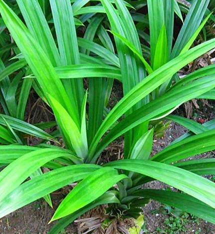 Green Corner Plant Pandanus Plant Buy Pandanus Plant Online from Urban Plants 