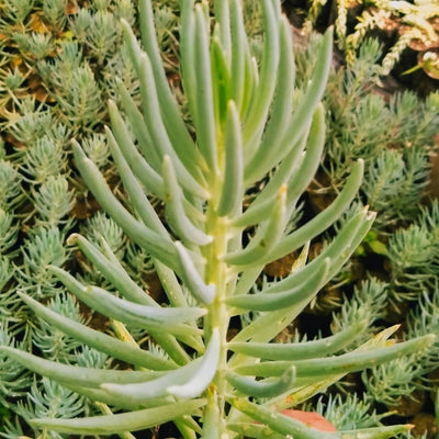 green flowers succulent Curio Ficoides Buy Curio Ficoides Online 