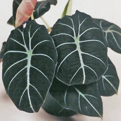 Green Gift Indoor Air Purifier Plant Alocasia Black Velvet Plant Buy Alocasia Black Velvet Plant Online 