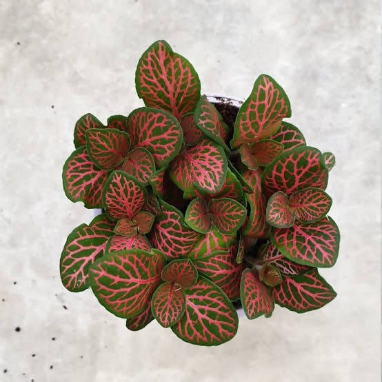 Green Gift Indoor lants Red Fittonia Plant Buy Red Fittonia Plant, Nerve Plant Online from Urban Plants 