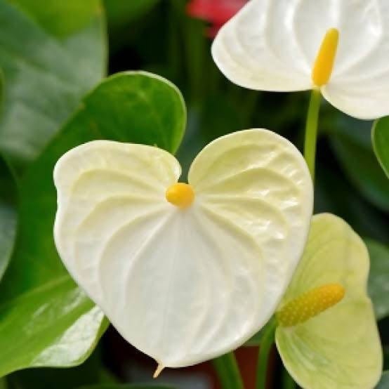 Green Gift Plant Anthurium Pink and White Combo Buy Pink and white Anthurium Plant Online 