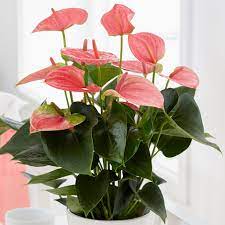 Green Gift Plant Pink Anthorium Buy Pink Anthorium Online 