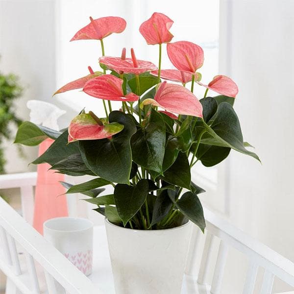 Green Gift Plant Pink Anthorium Buy Pink Anthorium Online 