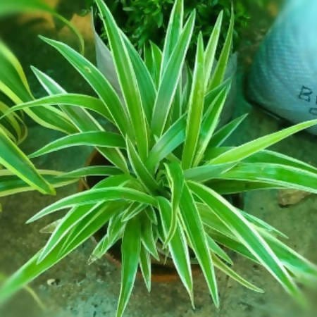 Green Gift Plant Spider and Jade Plants Combo Pack Buy Combo of Jade and Spider Plants