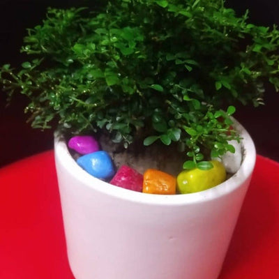 Green Gift Plants Table Kamini Including White Ceramic Pot
