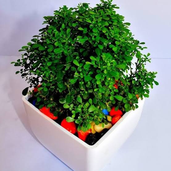 Green Gift Plants Table Kamini Including White Ceramic Pot