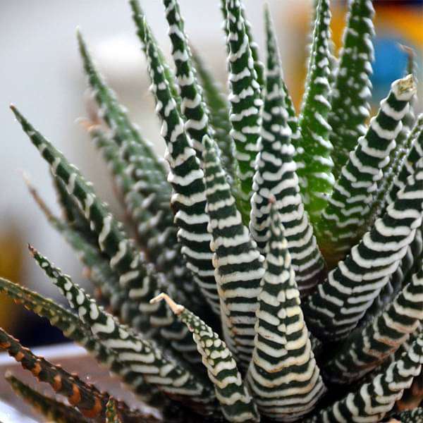 Green Gift Plants Zebra Hawarthia with Resin Planters