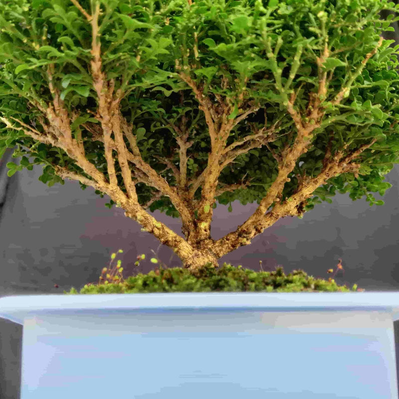 GREEN HOUSE NURSERY BONSAI AND POTD BONSAI TREE Dwarf Murraya Paniculata, Kamini Bonsai Buy Dwarf Murraya Paniculata, Kamini Bonsai