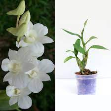 Green thumb by Sanjukta Flower plant Dendrobium orchid Buy Dendrobium Orchid Plant from Urban Plants 