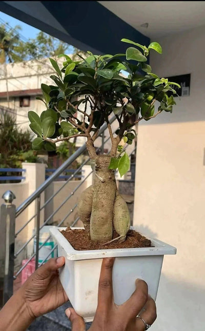 Green Wayanad Agro-Links Indoor Plant Ficus Bonsai Buy Ficus Bonsai, Bonsai Plant Online 