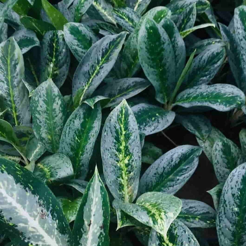 Green Wayanad Agro-Links Plant Chinese Evergreen, Aglaonema Plant Buy Aglaonema, Chinese Evergreen Plant Online 
