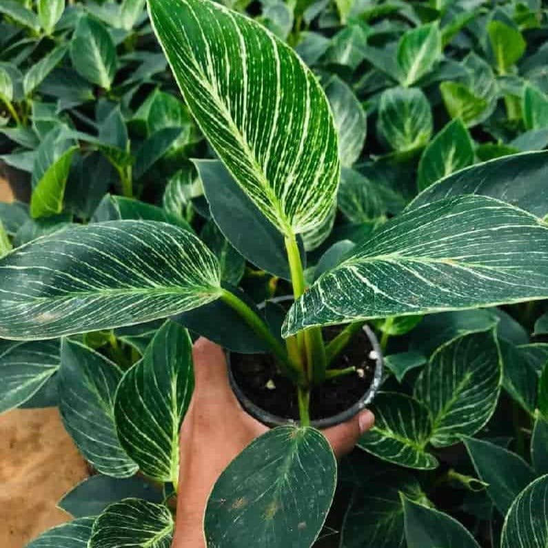 Green Wayanad Agro-Links Plant Chinese Evergreen, Aglaonema Plant Buy Aglaonema, Chinese Evergreen Plant Online 