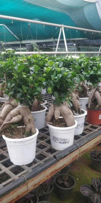 Green Wayanad Agro-Links Plant Ficus Bonsai Buy Adenium Bonsai Plant 