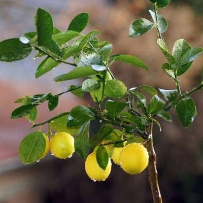 Green Wayanad Agro-Links Plant Lemon Plant Buy Lemon Plant Online 