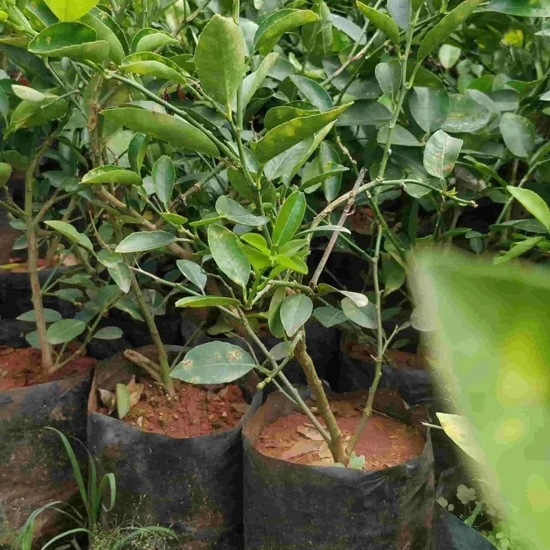 Green Wayanad Agro-Links Plant Lemon Plant Buy Lemon Plant Online 
