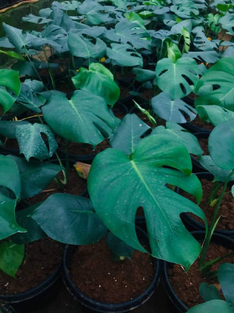 Green Wayanad Agro-Links Plant Monstera Deliciosa Plant Buy Monstera Deliciosa, Exotic Plant Online 