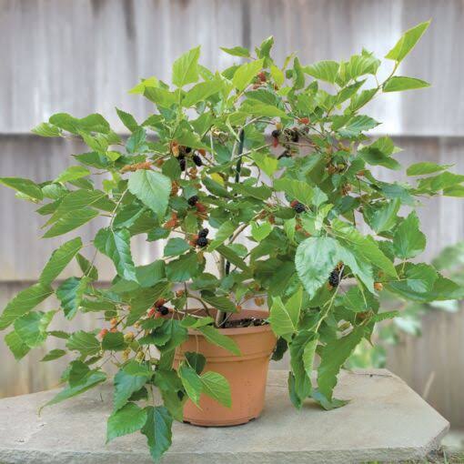 Green Wayanad Agro-Links Plant Mulberry Fruit Plant Buy Mulberry, Shahtoot Fruit Plant Online 