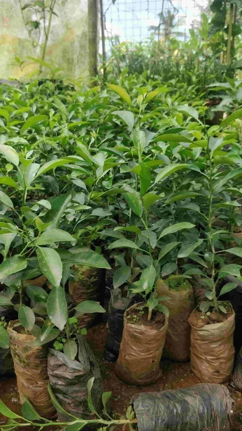 Green Wayanad Agro-Links Plant Orange Fruit Plant Buy Orange Fruit Plant Online from Urban Plants 