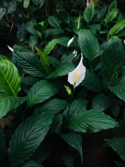Green Wayanad Agro-Links Plant Peace Lily Buy Spathiphyllum, Peace lily Indoor Plant Online 