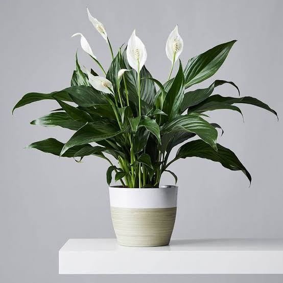 Green Wayanad Agro-Links Plant Peace Lily Buy Spathiphyllum, Peace lily Indoor Plant Online 