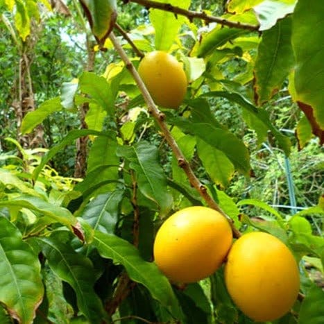 Green Wayanad Agro-Links Plant Pouteria Caimito, Abiu Fruit Plant Buy Pouteria Caimito, Abiu fruit Plant Online 