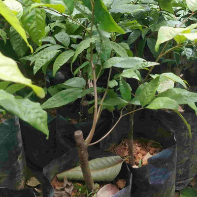 Green Wayanad Agro-Links Plant Rambutan Fruit Plant Buy Rambutan Fruit Plant from Urban Plants 