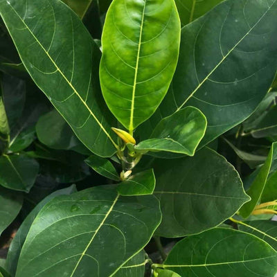 Green Wayanad Agro-Links Plant Vietnam Jackfruit Plant Vietnam Special Jackfruit Plant