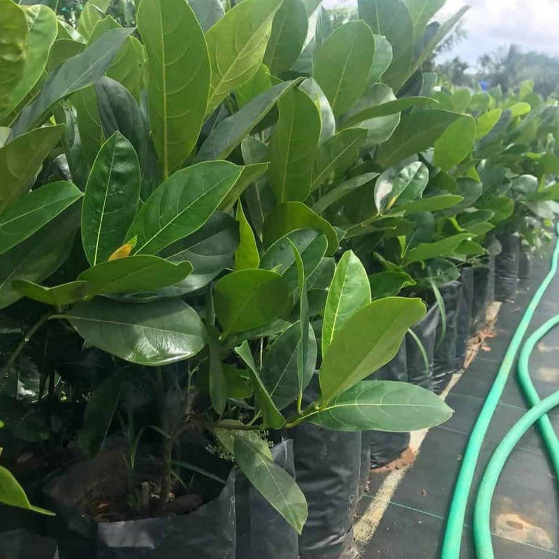 Green Wayanad Agro-Links Plant Vietnam Jackfruit Plant Vietnam Special Jackfruit Plant