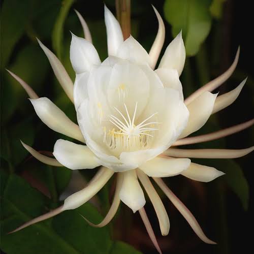 Green world plant Brahama kamal Brahma kamal - Epiphyllum oxypetalum Plant Buy Brahma kamal - Epiphyllum oxypetalum Plant Online 