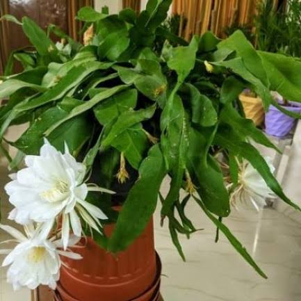 Green world plant Brahama kamal Brahma kamal - Epiphyllum oxypetalum Plant Buy Brahma kamal - Epiphyllum oxypetalum Plant Online 