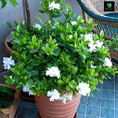Green world Plant Buy Gradenia, Ananta Plant Online Buy Gradenia, Ananta Plant