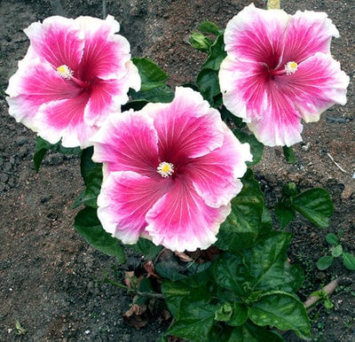 Green world plant Combo of 2 Hibiscus plant Buy Hibiscus Live Plant Online