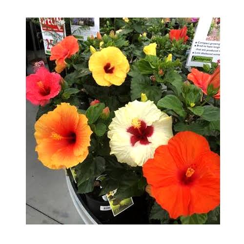 Green world Plant Hibiscus Plants Set Of 5 Buy Hibiscus Plant Online from Urban Plants 