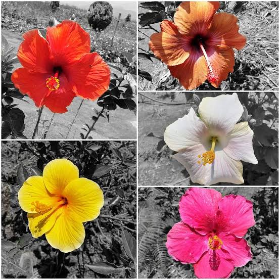 Green world Plant Hibiscus Plants Set Of 5 Buy Hibiscus Plant Online from Urban Plants 