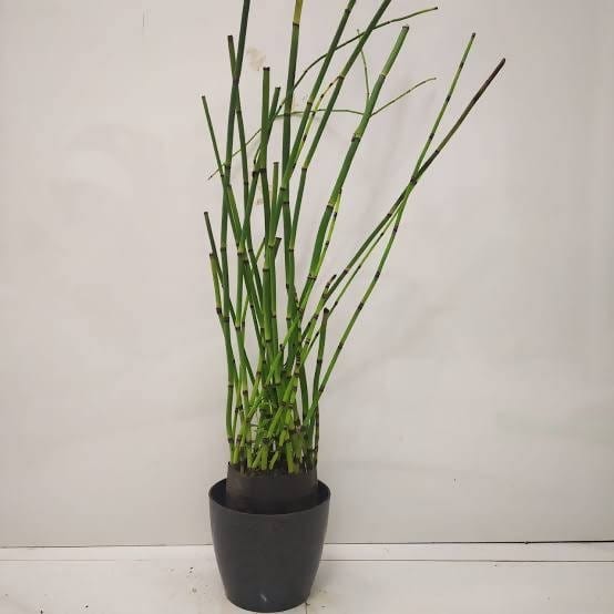 Green world Plant Water Bamboo Buy Water Bamboo Live Plant