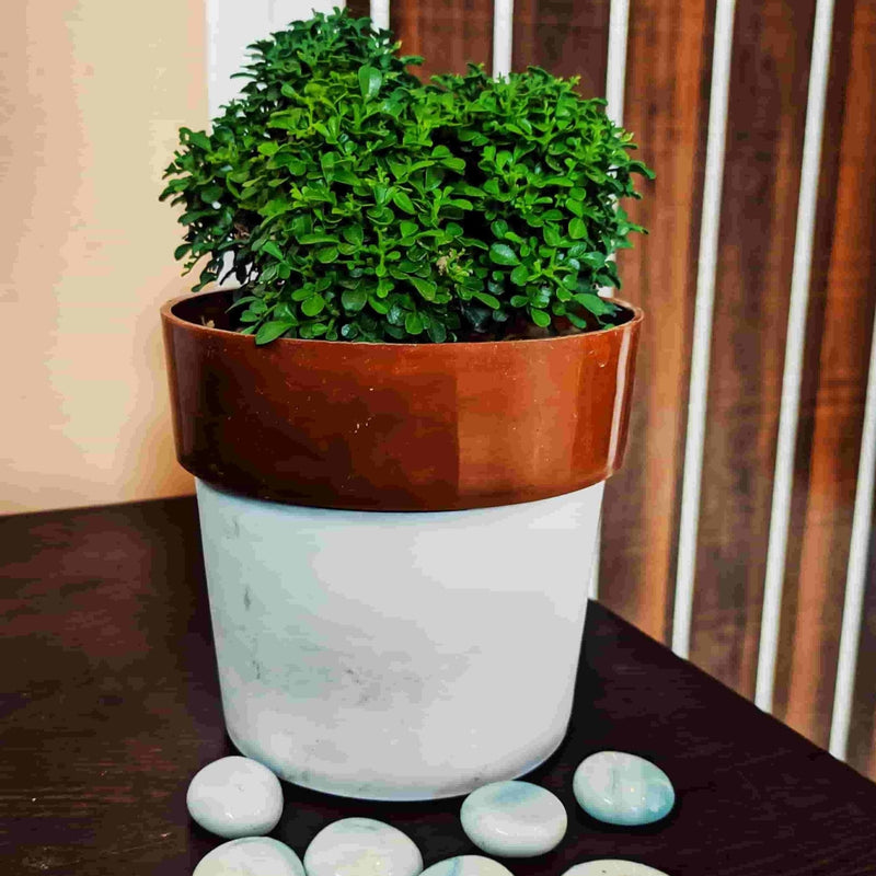 Green zone Indoor/ outdoor Dwarf kamini Buy Dwarf Kamini Plant Online